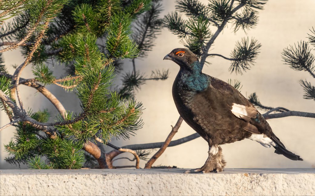 Ein Bild von einem Vogel