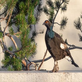 Ein Bild von einem Vogel