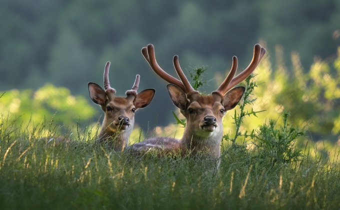 Zwei Rehe schauen aus dem hohen Gras hervor