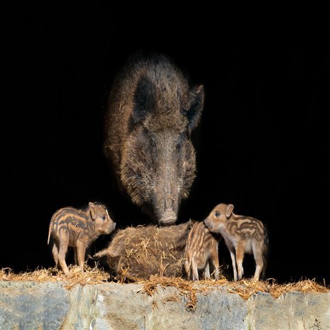 Eine Wildschweinmama mit ihren Jungen