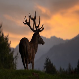 Ein Hirsch im Vordergrund eines Sonnenuntergangs